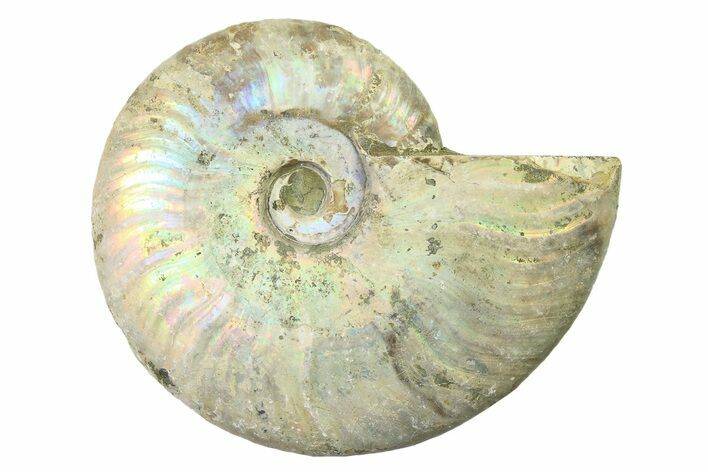 Silver Iridescent Ammonite (Cleoniceras) Fossil - Madagascar #327742